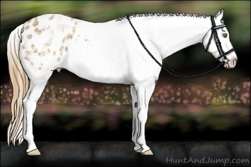 Horse Color:White Spotted Chestnut Blanket Rabicano