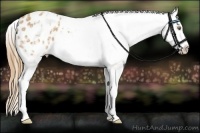 Horse Color:White Spotted Chestnut Blanket Rabicano 