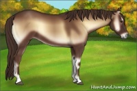 Horse Color:Red Onyx 