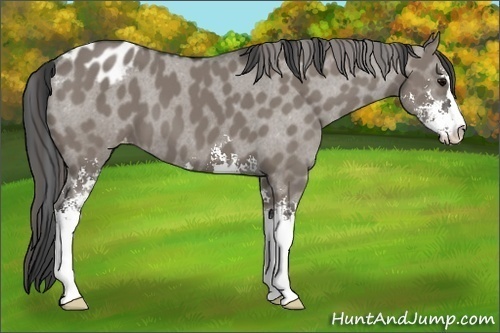 Horse Color:Grullo Sabino Appaloosa 
