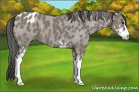 Horse Color:Grullo Sabino Appaloosa 