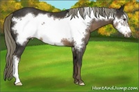 Horse Color:Liver Chestnut Frame 