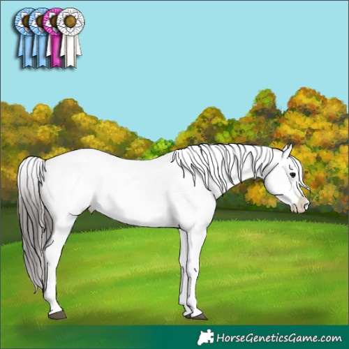 Horse Color:Smoky Black Appaloosa 