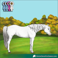 Horse Color:Smoky Black Appaloosa 