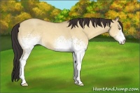 Horse Color:White Spotted Amber Champagne Dun