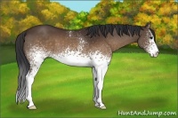 Horse Color:White Spotted Brown 