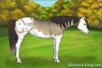 Horse Color:Bay Dun Splash Appaloosa 