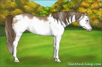 Horse Color:Liver Chestnut Splash Frame 