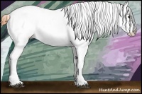 Horse Color:Buckskin Varnish 