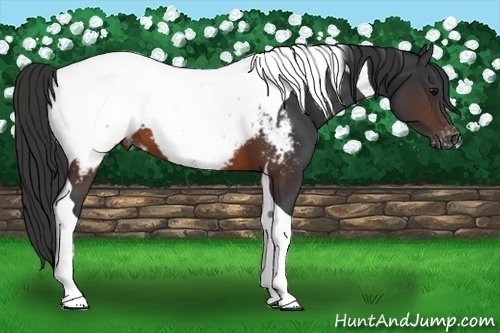 Horse Color:Brown Tobiano Snowcap 