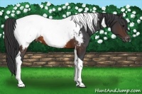 Horse Color:Brown Tobiano Snowcap
