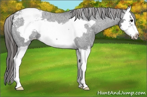 Horse Color:Black Splash Frame Appaloosa 
