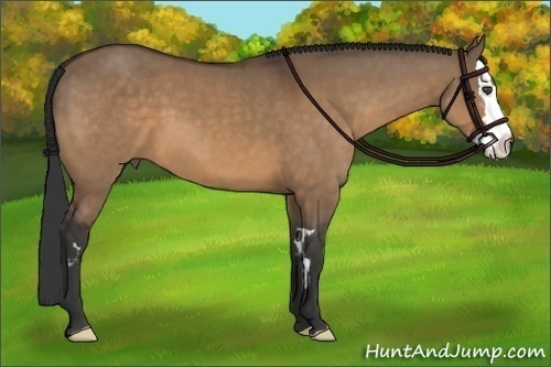 Horse Color:Bay Dun Splash Frame