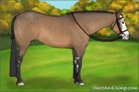 Horse Color:Bay Dun Splash Frame