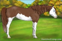 Horse Color:Chestnut Splash 