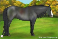 Horse Color:Black Splash