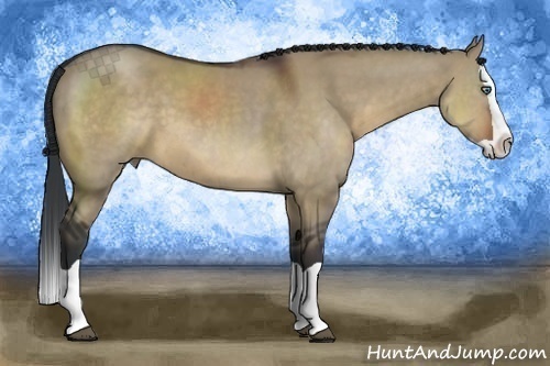 Horse Color:Brown Dun Splash
