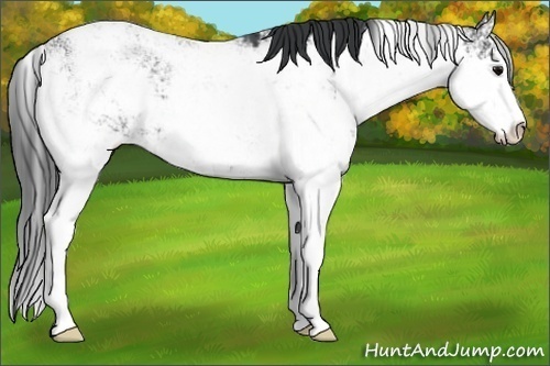 Horse Color:Black Sabino 