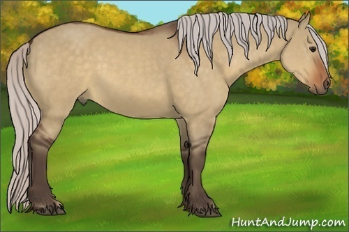 Horse Color:Silver Bay Dun 