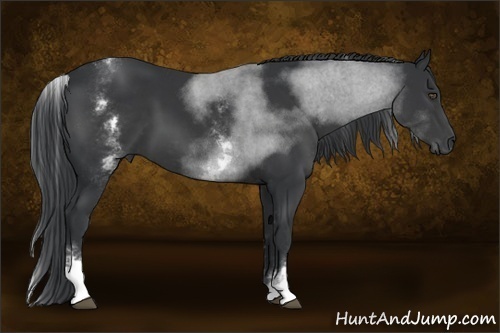 Horse Color:White Spotted Black Tobiano 