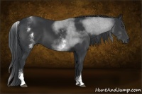 Horse Color:White Spotted Black Tobiano 