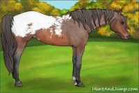Horse Color:Brown Snowcap 