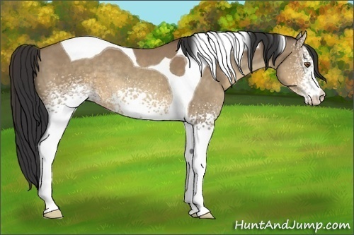 Horse Color:White Spotted Sable Champagne Tobiano Rabicano