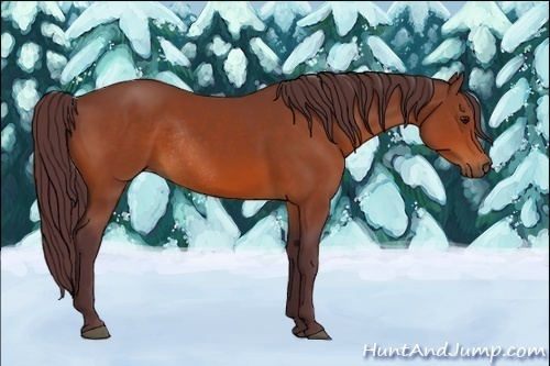 Horse Color:Chocolate Bay Rabicano 