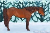 Horse Color:Chocolate Bay Rabicano