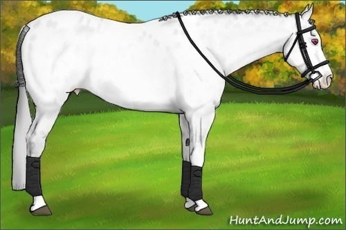 Horse Color:Bay Chinchilla Pearl Sabino Appaloosa Rabicano 