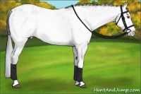 Horse Color:Bay Chinchilla Pearl Sabino Appaloosa Rabicano 