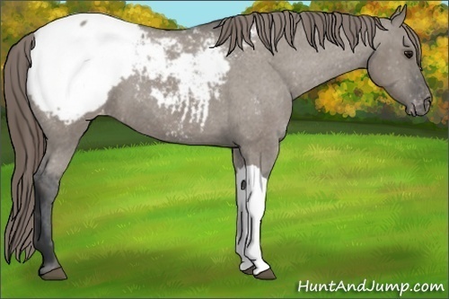 Horse Color:Grullo Appaloosa