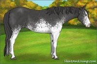 Horse Color:White Spotted Smoky Black Splash 
