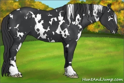 Horse Color:White Spotted Black 