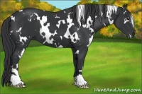 Horse Color:White Spotted Black