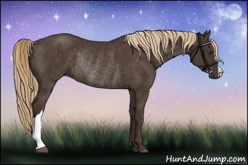 Horse Color:Liver Chestnut Rabicano 