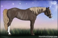 Horse Color:Liver Chestnut Rabicano 
