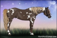 Horse Color:White Spotted Liver Chestnut