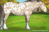 Horse Color:Amber Cream Champagne Sabino Splash Appaloosa 