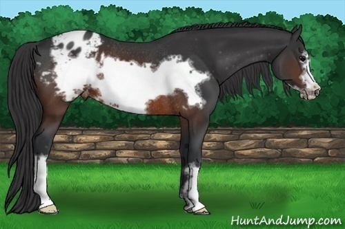 Horse Color:Brown Frame Varnish Rabicano 