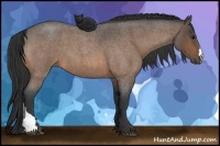 Horse Color:Buckskin Roan 