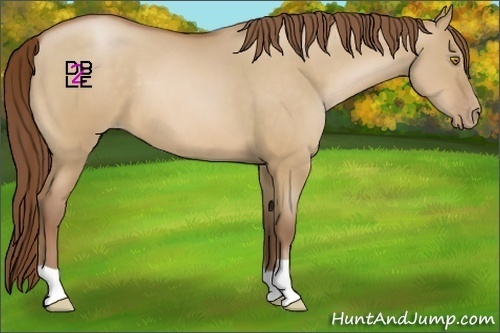 Horse Color:Bay Pearl Dun