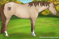 Horse Color:Bay Pearl Dun