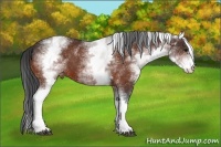 Horse Color:White Spotted Bay Appaloosa