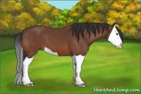 Horse Color:Bay Splash 