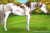Horse Color:White Spotted Chestnut Splash