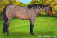 Horse Color:Bay Roan Rabicano
