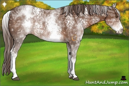 Horse Color:White Spotted Liver Chestnut Ice 