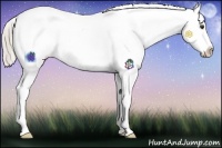 Horse Color:Palomino Sabino Snowcap 