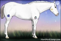 Horse Color:Bay Sabino Appaloosa
